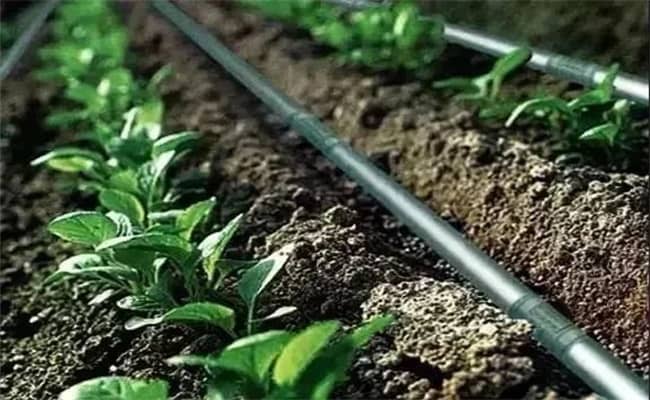 水肥一體化系統,助力農業轉型,促進收入增加 水肥一體化系統,助力農業轉型,促進收入增加