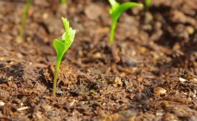 水肥一體化系統,助力農業轉型,促進收入增加 水肥一體化系統,助力農業轉型,促進收入增加