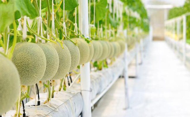 哈密瓜智能溫室大棚管理系統