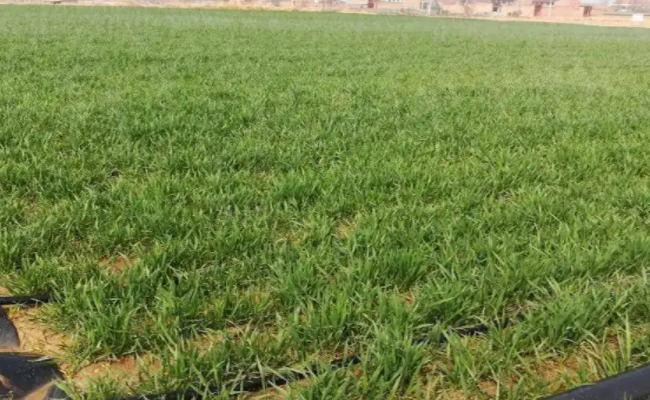 聚英水肥一體化系統應用