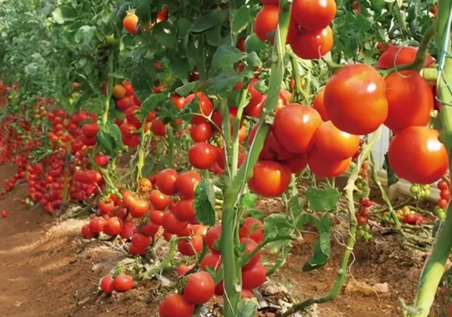 農業物聯網實現智能化種植