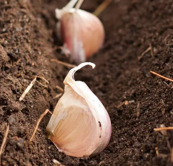 種植大蒜