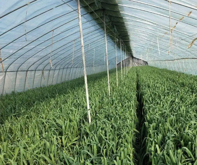 大棚種植大蒜技術(shù)方法及管理要點(diǎn)