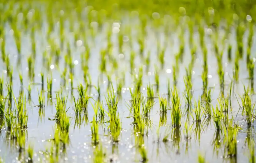 新化：利用無人機等現代農業裝備 提前完成早稻栽插任務