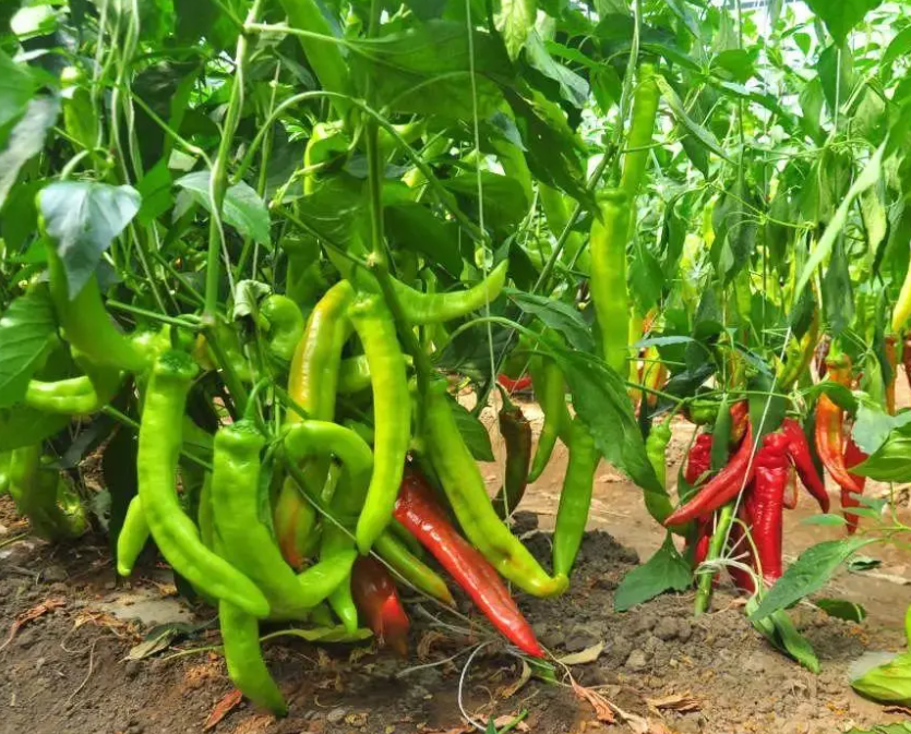 辣椒種植