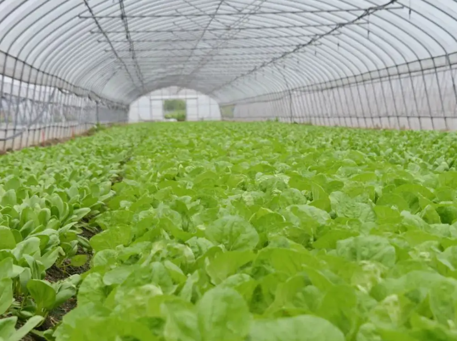 霧霾少光照時，智能溫室大棚應(yīng)這樣管理