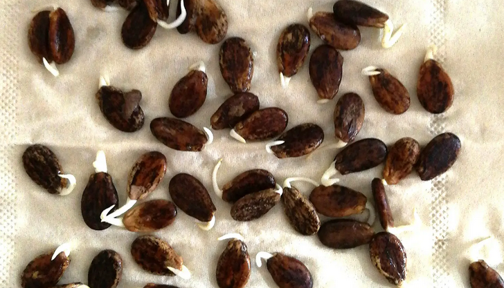 西瓜種子發(fā)芽