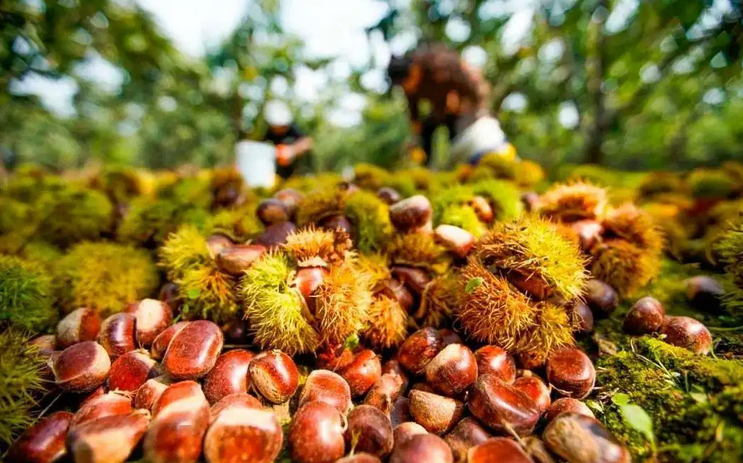 夏季板栗種植的科學(xué)水肥管理