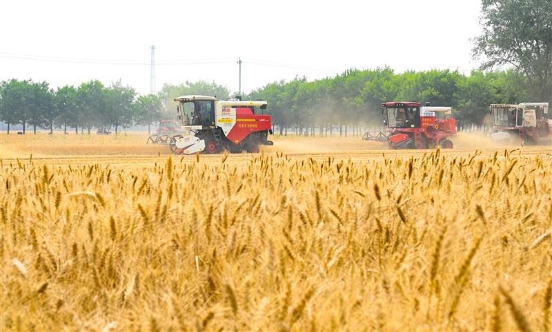 北京小麥開鐮活動現場。王子涵 攝