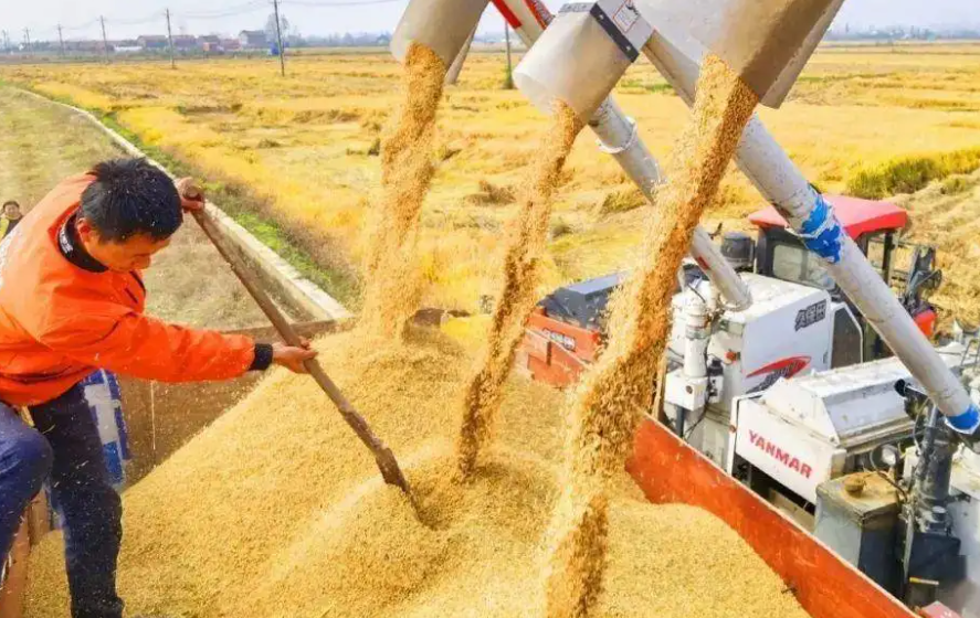 河南開封市祥符區(qū)：藏糧于技實現(xiàn)增產(chǎn)增收