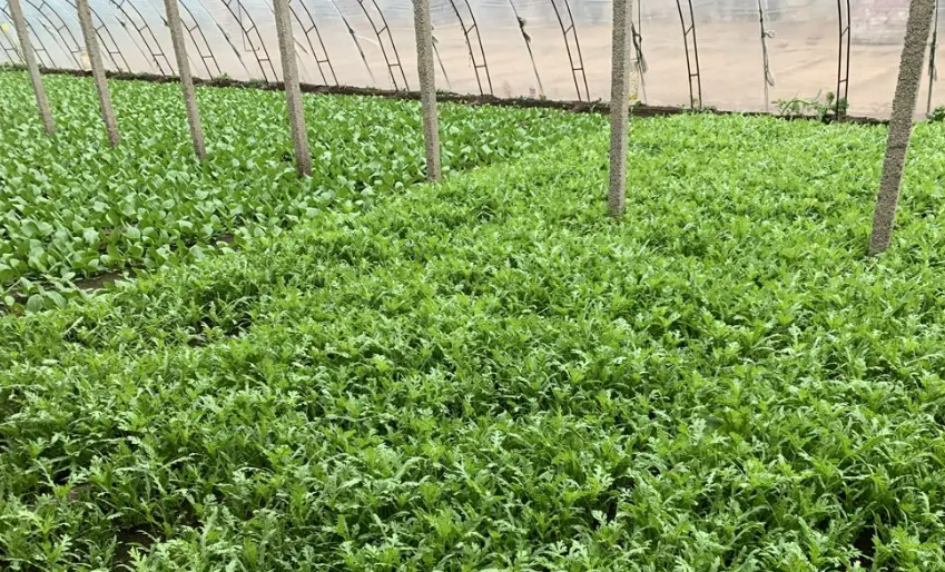 智能溫室大棚茼蒿高產技術