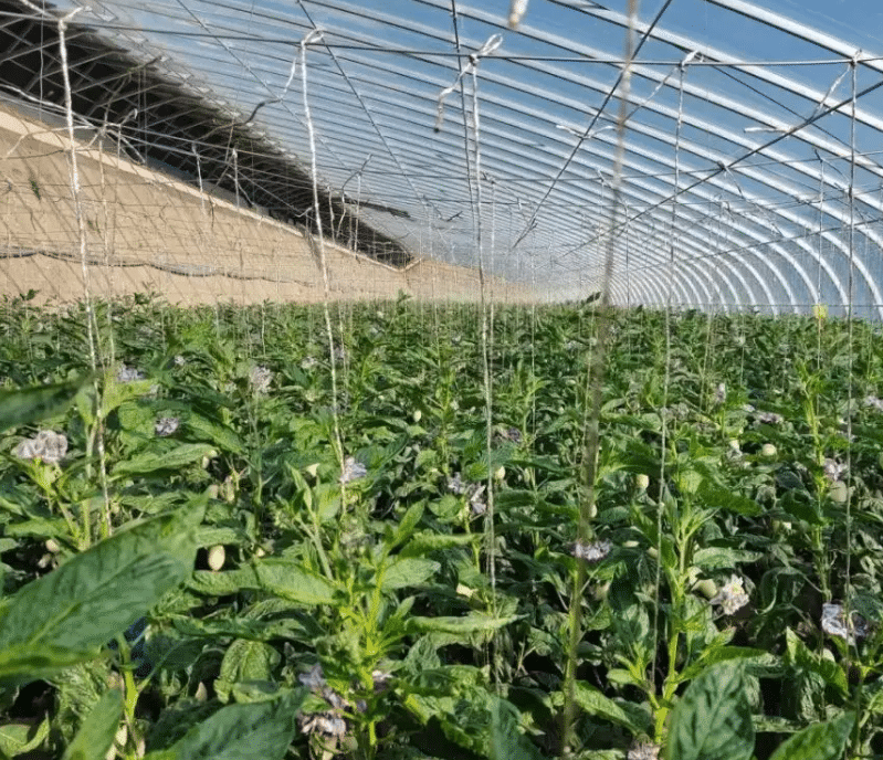 智能溫室大棚種植人參果的高產(chǎn)經(jīng)驗(yàn)總結(jié)