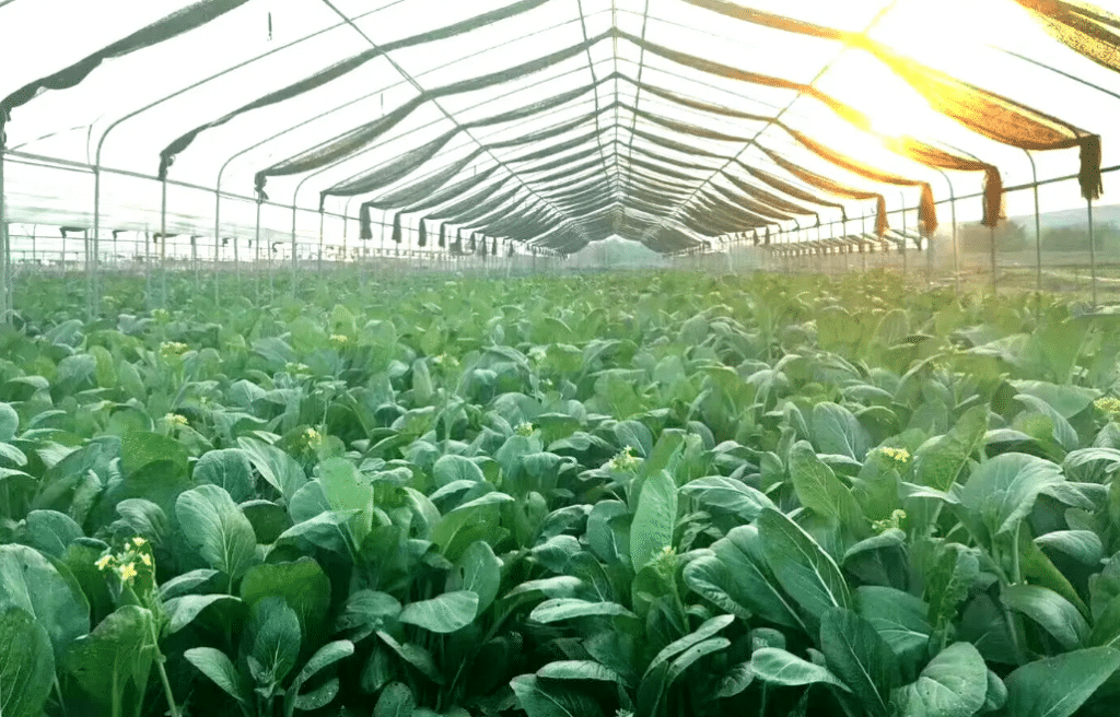 盤點：智能溫室大棚種菜施肥的常見誤區