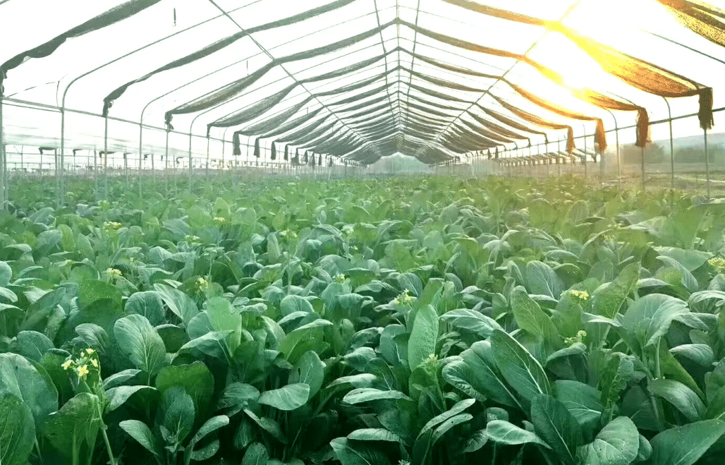 盤點：智能溫室大棚種菜施肥的常見誤區