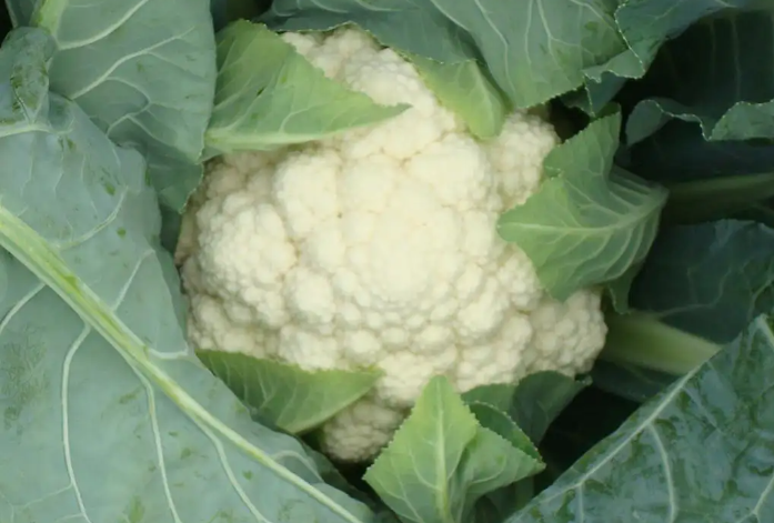 靈活水肥管理，培育優質菜花