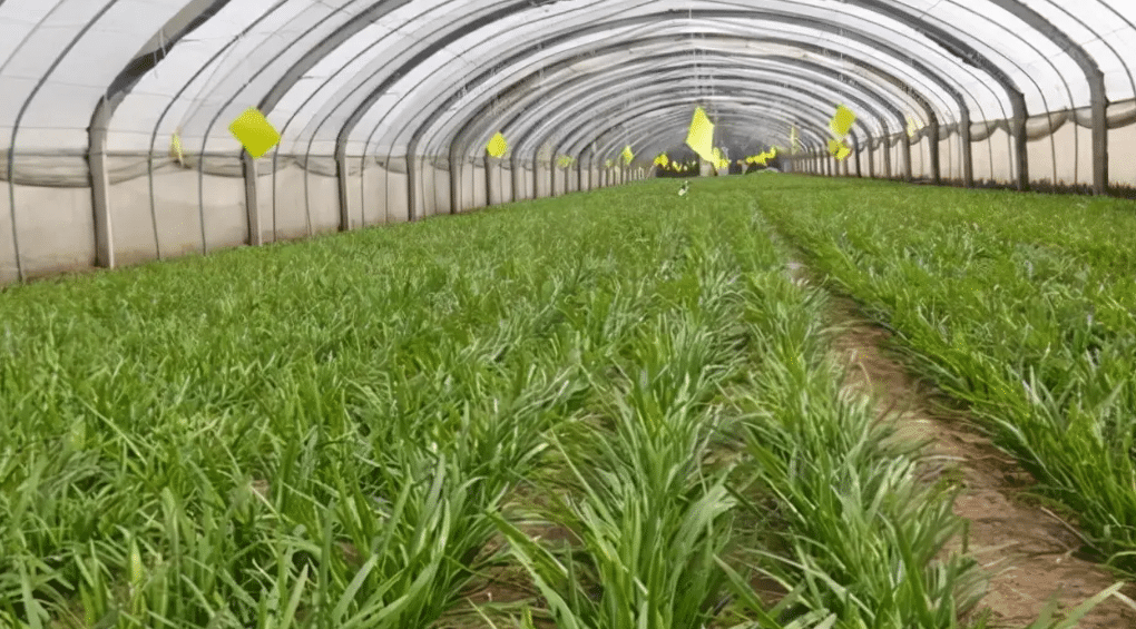 冬季韭菜智能溫室大棚的扣棚注意事項