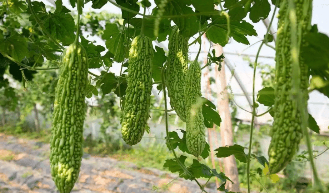 智慧溫室種苦瓜能高產(chǎn)嗎