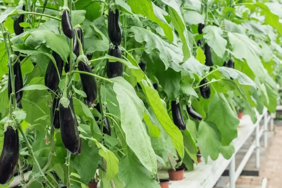 預(yù)防智能大棚茄子著色不佳的方法