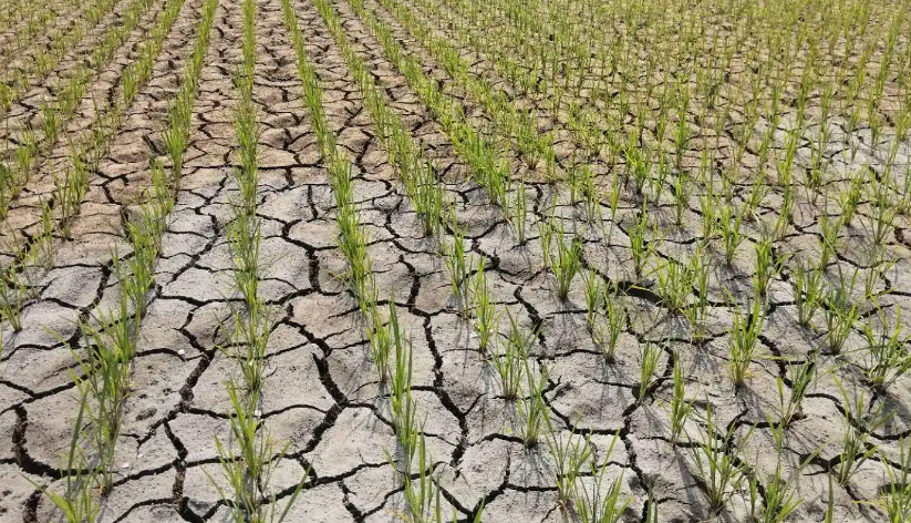 高溫“烤”驗下 看河南省如何抗旱保苗