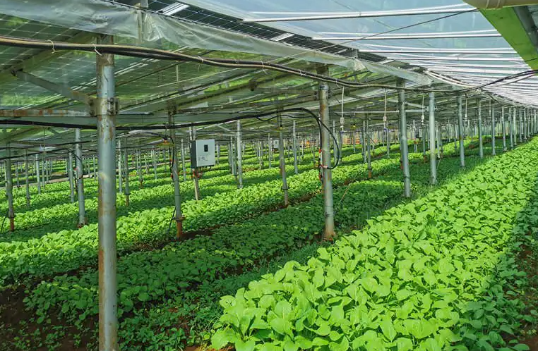 如何用水肥一體化系統(tǒng)為蔬菜施肥