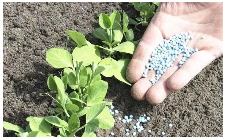 蔬菜施肥