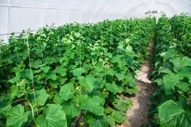 秋季大棚管理要注意哪幾點(diǎn)