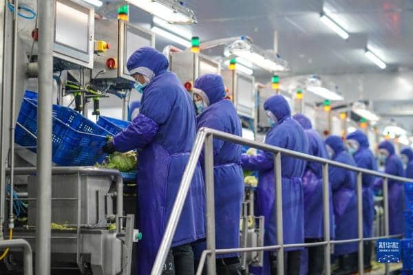 工人在海門現代農業產業示范園內一家蔬菜加工公司生產線上工作