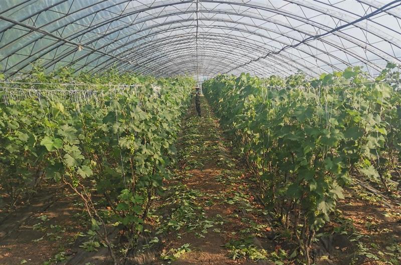 十六井村慶友豐家庭農(nóng)場(chǎng)采摘園葡萄大棚