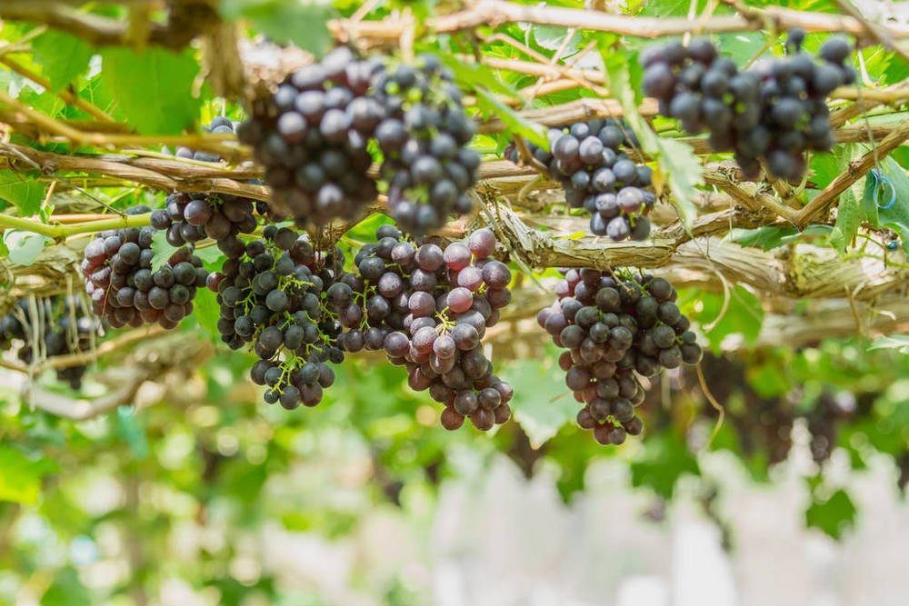 產(chǎn)業(yè)選擇要講科學,必須符合農(nóng)業(yè)發(fā)展規(guī)律和特點