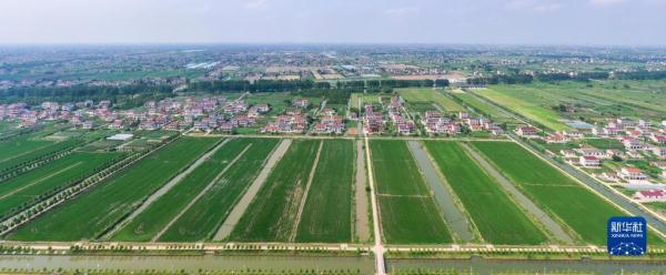 悅來鎮萬畝高標準農田示范區