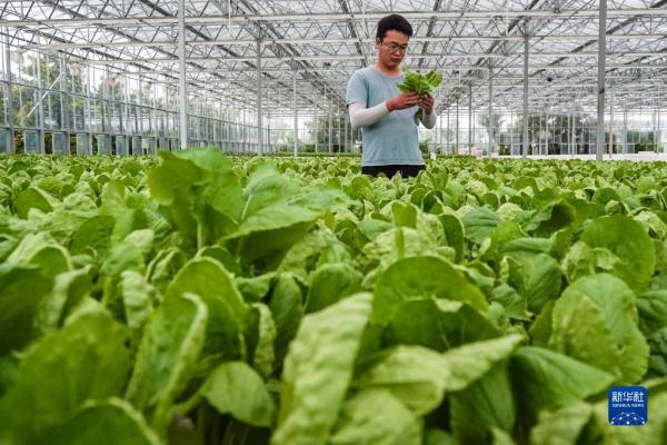 農業技術人員檢查蔬菜生長情況