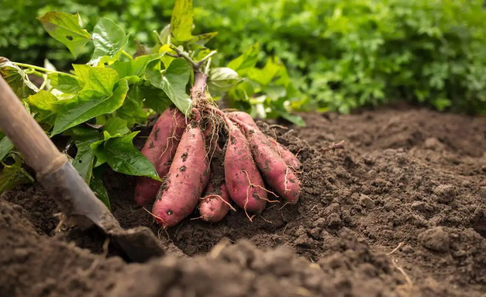 真“慧”種!延慶甘薯種植用上了北斗導航