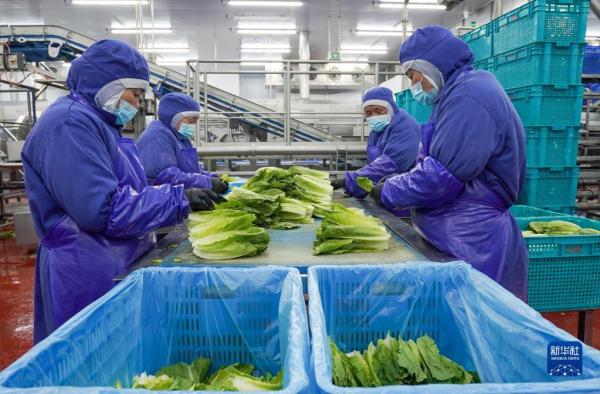 工人在海門現代農業產業示范園內一家蔬菜加工公司生產線上工作