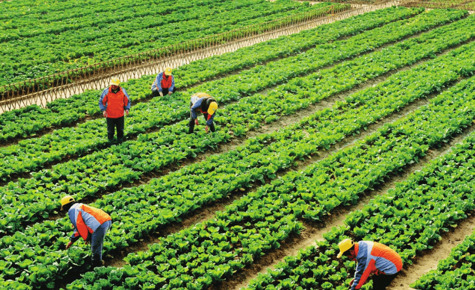 南方夏季蔬菜生產技術指導意見