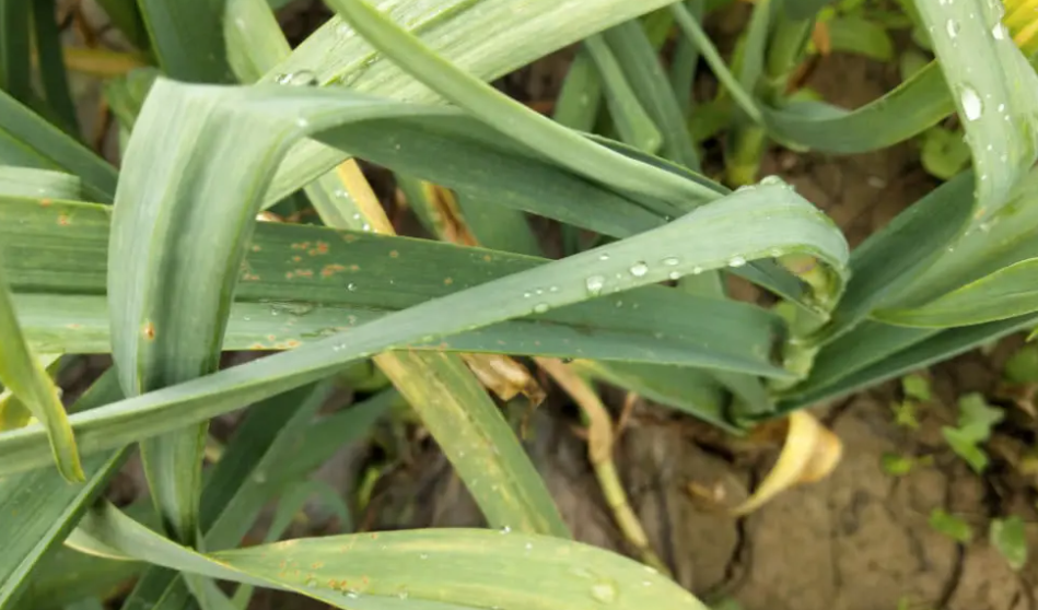 智能溫室種植蒜苗發(fā)黃