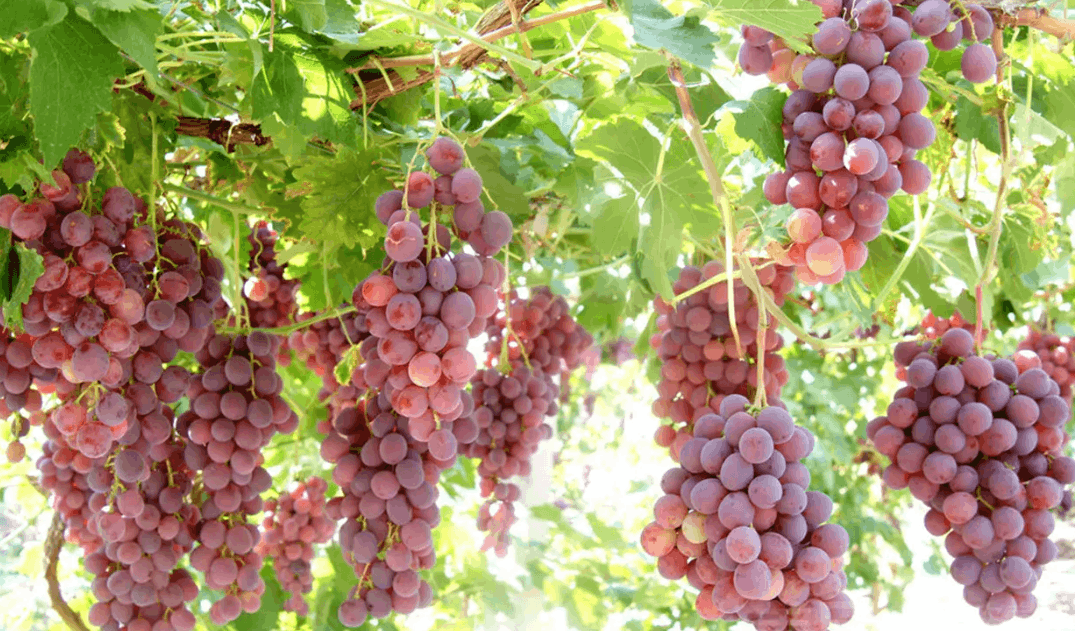 聚力技術(shù)創(chuàng)新 馬陸葡萄引領(lǐng)鄉(xiāng)村振興新活力