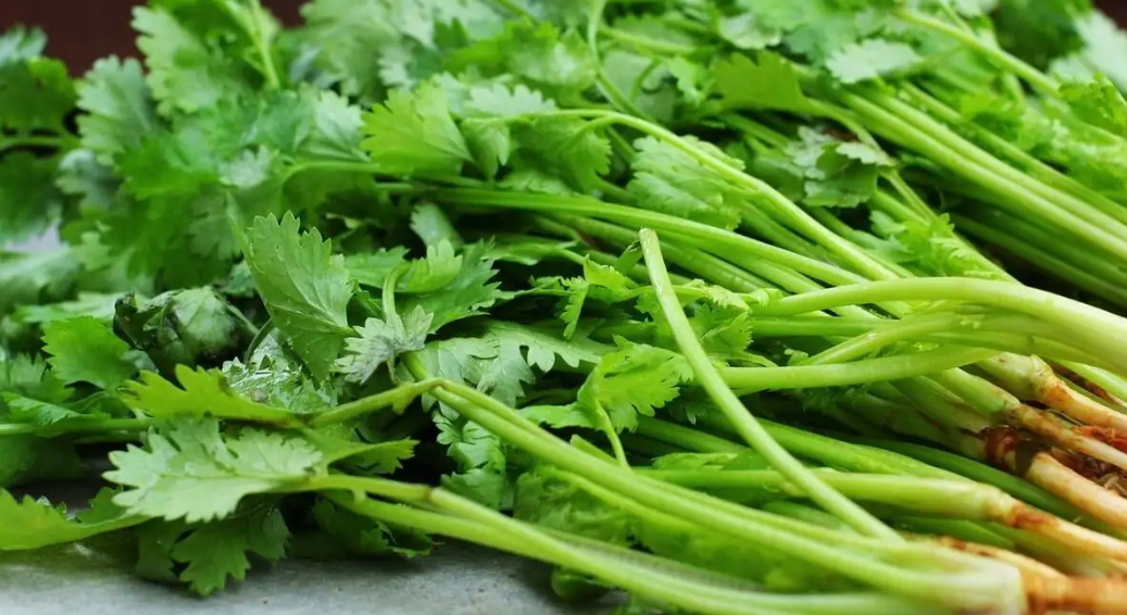 溫室大棚香菜不同階段的水肥管理