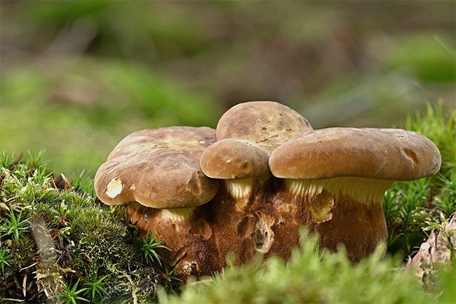 環(huán)保新農(nóng)村，蘑菇鋪出致富路——大興區(qū)李家場(chǎng)村