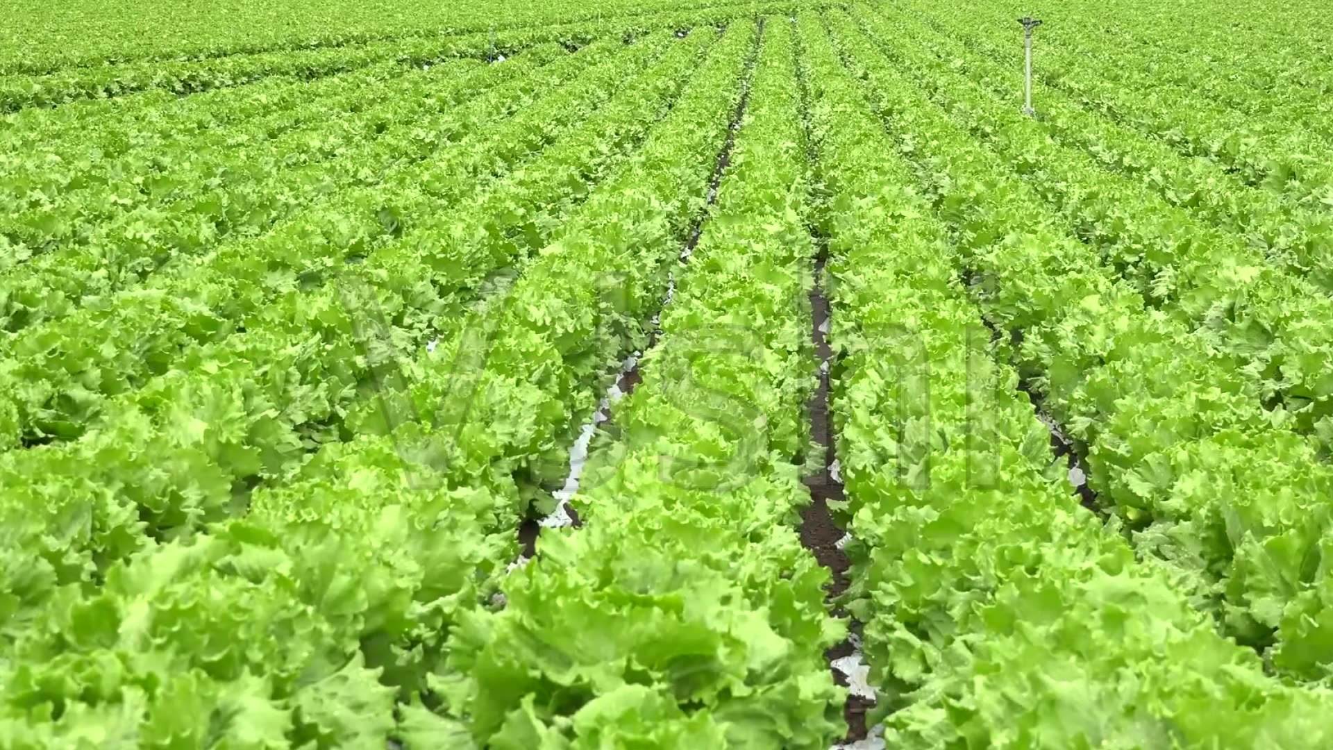 土壤生態綜合治理 促進設施蔬菜種植良性循環