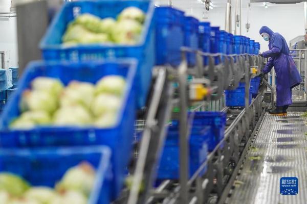 工人在海門現代農業產業示范園內一家蔬菜加工公司生產線上工作