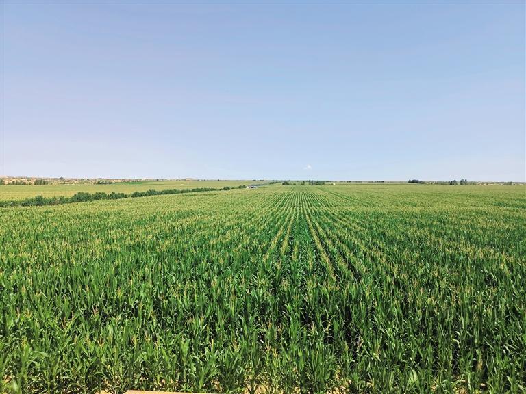 7月20日,榆林市榆陽區岔河則鄉岔河則村高標準農田里,一望無際的玉米長勢喜人。