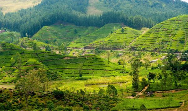 斯里蘭卡“有機農業”夢斷:拒絕化肥農藥,饑荒接踵而至