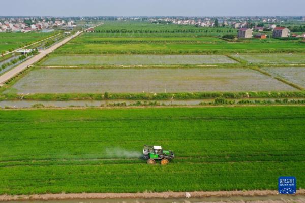 江蘇海門:農業提檔升級 助力鄉村振興