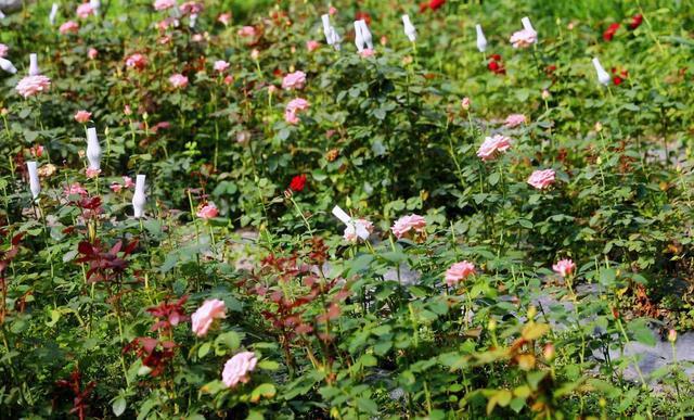 百畝生態園已經迎來了鮮花果蔬的豐收季