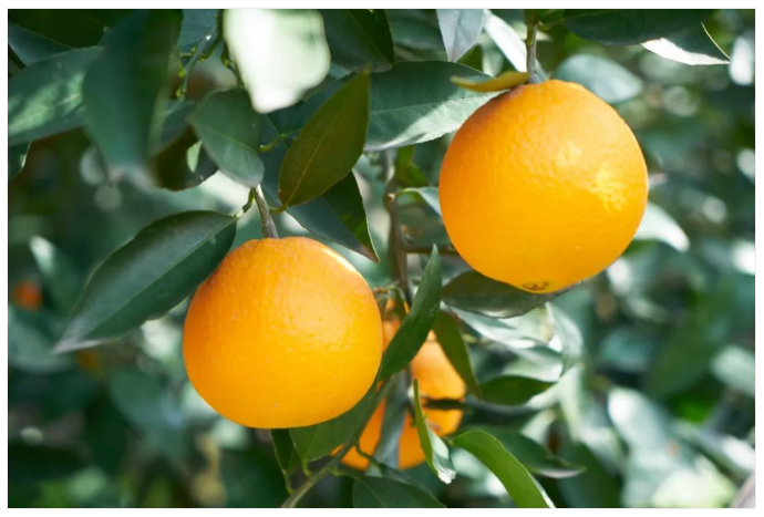 有機農業增加農村就業、農民收入,提高農業生產水平