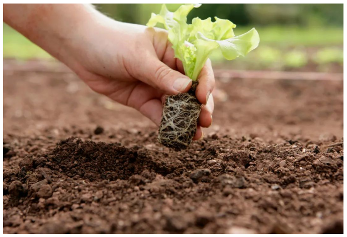 有機農業生產方式在數百個國家得到了推廣,有機農業的面積和種植者數目逐年增加