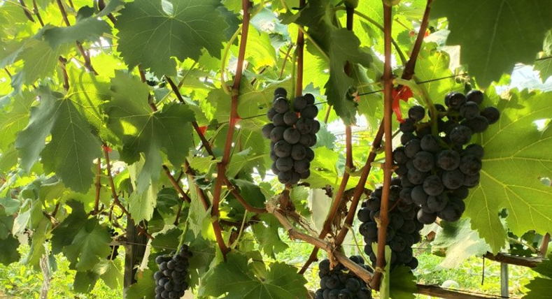 哈密，這個新疆的“東大門”，正向人們展示著高質量發展的風采。