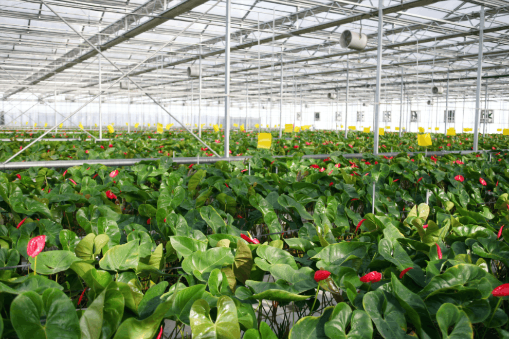 智慧農業具有精準化和標準化的特點