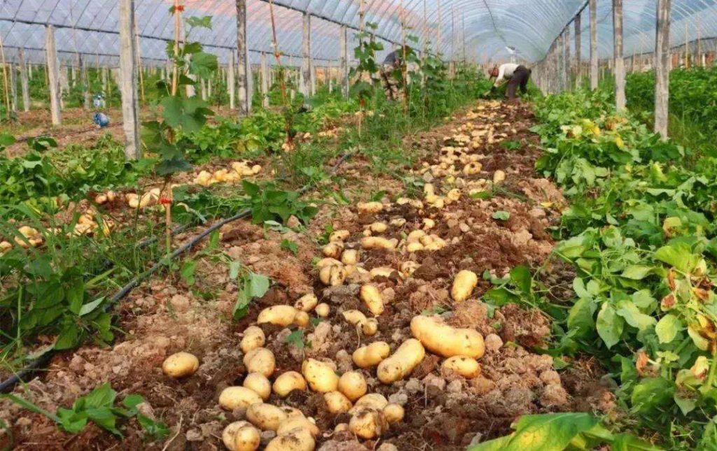 溫室大棚土豆的畝產(chǎn)量有多少斤