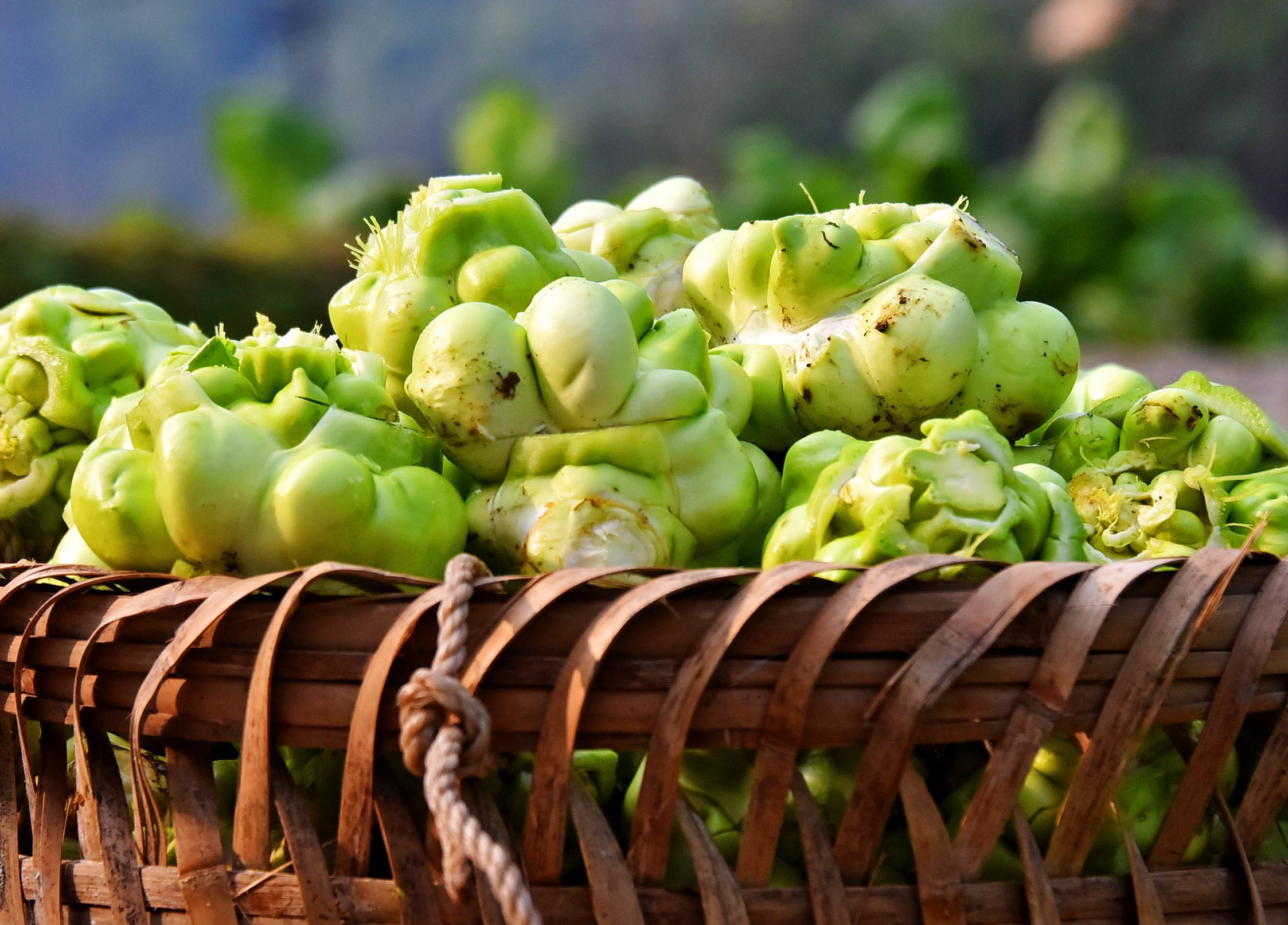 重慶育出全國首個高山青菜頭品種 填補國內(nèi)無高海拔青菜頭品種空白